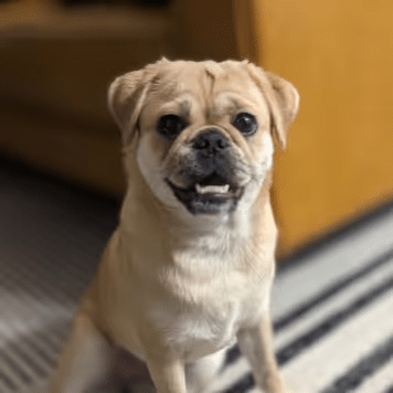 Fern Yaremcio Emotional Support Manager